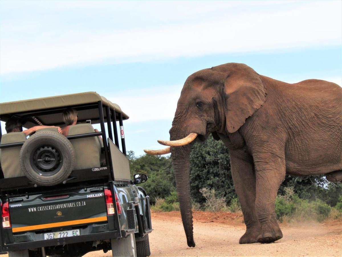 Chrislin African Lodge Аддо Экстерьер фото