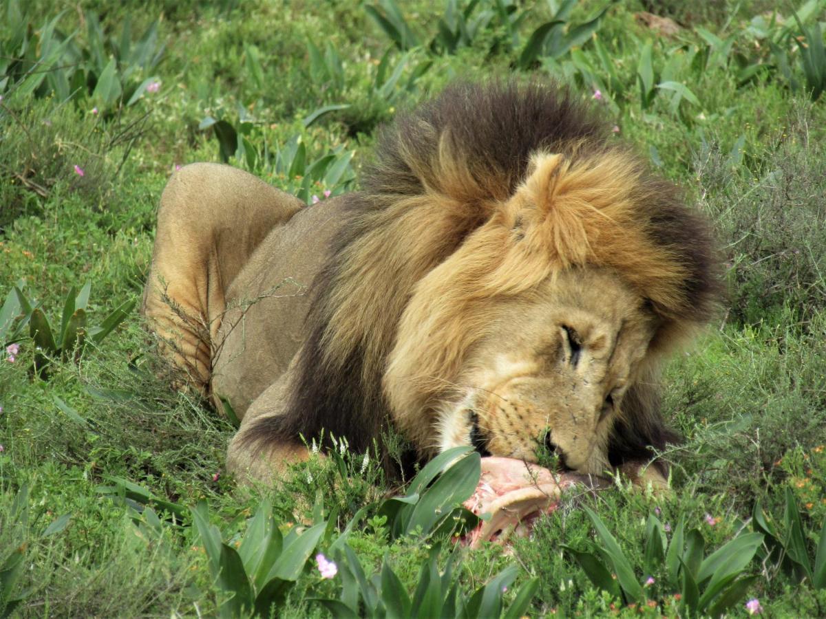 Chrislin African Lodge Аддо Экстерьер фото